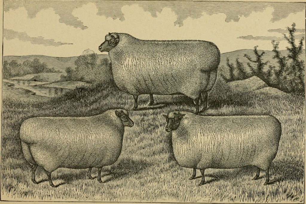 american_farming_and_stock_raising_with_useful_facts_for_the_household_devoted_to_farming_in_all_its_departments_1892_14595608830
